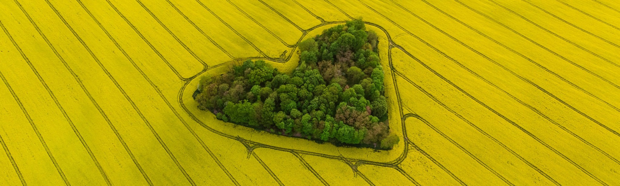 InVigor<sup>®</sup> hibridinių rapsų veislės