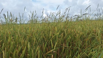 Peliniai pašiaušėliai – auganti grėsmė