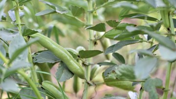 Artėja pupų ir žirnių sėja – nepamirškite dirvinių herbicidų!