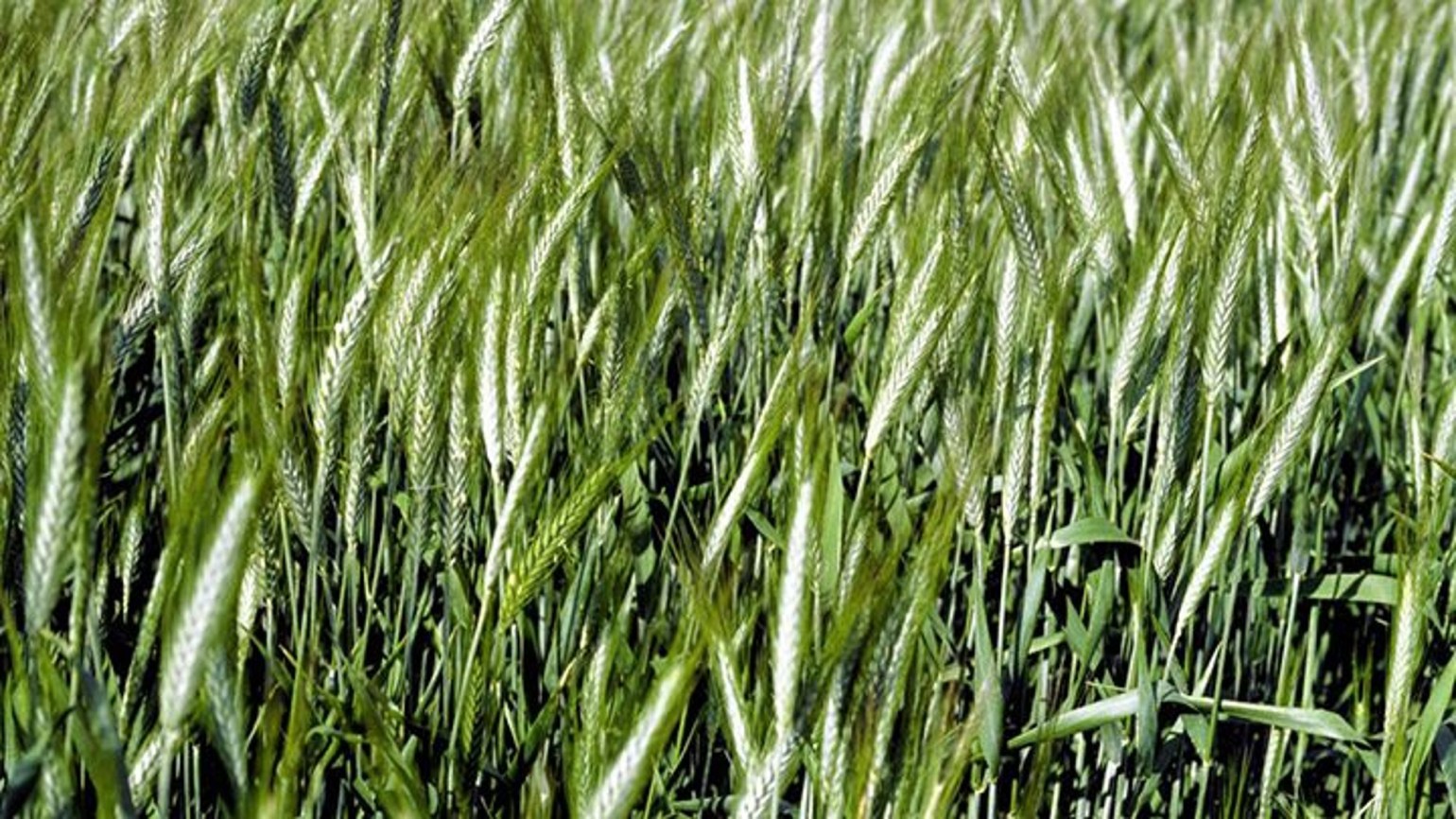 Žieminiai rugiai - BASF Agro Lietuva